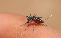 Dengue : la circulation du virus reste  au-dessus du seuil épidémique en Polynésie