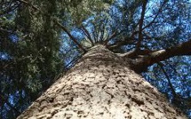 Le Maroc, l'autre "pays du Cèdre", veut protéger ce "trésor national"