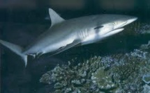 Rangiroa: Un jeune pêcheur mordu par un requin