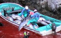 Dauphins: des pêcheurs japonais refusent d'abandonner une technique de chasse controversée