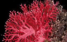 Un braconnier de corail chinois condamné à un an de prison ferme au Japon