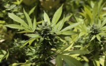 Il voyageait avec des friandises au cannabis