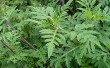 L'ambroisie, une plante très allergisante, continue à progresser en Europe