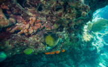 En Floride, des pertes "dramatiques" de coraux après la vague de chaleur marine de l'été
