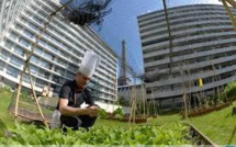 Sur les toits de Paris, des chefs cuisiniers plantent leurs potagers