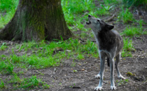 Le gouvernement finalise le plan loup avec des règles de tirs assouplies
