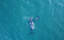 Le secret du chant des baleines caché au fond de leur larynx
