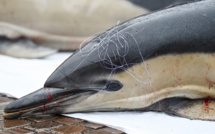 Dauphins: la météo perturbe la reprise de la pêche dans le golfe de Gascogne