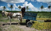 Au Brésil, champion du monde des pesticides, le bio progresse à vue d’œil