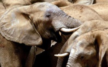 La moitié des éléphants de Tanzanie décimée en cinq ans, un "déclin catastrophique"