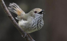 Un petit oiseau crie au loup pour effrayer les prédateurs (étude)