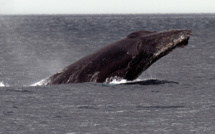 Les vagues de chaleur marine, nouvelle menace pour les baleines à bosses ?
