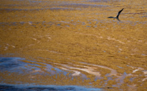 Une étude confirme les effets néfastes des sargasses sur la santé