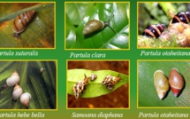 Des escargots partulas en route vers le fenua