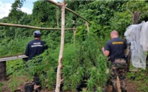 520 pieds de paka arrachés à Raiatea