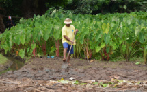 "Forte croissance" de la population aux Australes