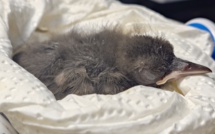 Nouvelle naissance chez le Monarque de Fatu Hiva