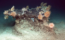 Grands fonds marins : lancement d'une plateforme régionale