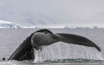Sur les traces des baleines à bosse dans les eaux glacées de l'Antarctique