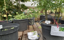 L'ILM inaugure sa pépinière de plantes médicinales à Paea