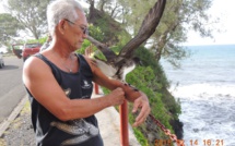 SOS Pétrels : quand les oiseaux tombent du ciel