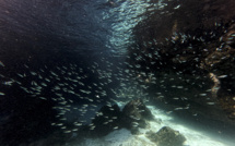 Les Galapagos, un modèle à suivre pour protéger les océans