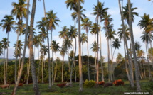 Mataiea accueille le 4e forum du patrimoine foncier, ce samedi