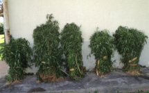 Interpellé par les gendarmes dans son champ de paka à Rimatara