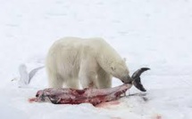 Conséquence du réchauffement, les dauphins s'invitent au menu des ours polaires