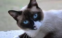 Elle démasque sur Le Bon Coin les voleurs de son chat