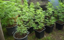 Le trafic de paka pour “nourrir les enfants”