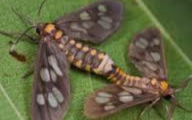 L'accouplement homosexuel des mites, nouvel antimite d'un musée londonien