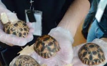 "Immenses" saisies de contrebande animale à travers le monde