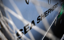 Sea Shepherd France vide un jeu vidéo de ses poissons pour alerter sur la surpêche
