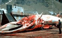 Baleines: la Commission baleinière indécise sur le plan de chasse japonais