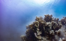 Porites Rus, ce corail ponctuel et mystérieux