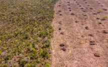 Malgré des progrès au Brésil, la destruction des forêts à des niveaux "obstinément élevés"