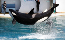 Un bout de métal à l'origine de la mort de l'orque Inouk, selon Marineland