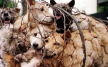 Les défenseurs des animaux muselés pour le festival chinois de la viande de chien