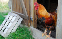 Troubles du voisinage : le Parlement adopte une loi en espérant limiter les contentieux