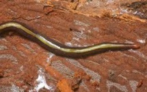 Biodiversité: le "ver plat de Nouvelle-Guinée" étend son territoire et s'invite en Polynésie