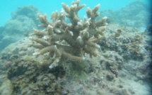 Tamari'i pointe des pêcheurs donne des coraux à l'association Pa'e pa'e no te ora