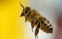 Une "autoroute" pour sauver les abeilles à Oslo