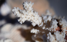 Le monde subit un nouvel épisode massif de blanchissement des coraux