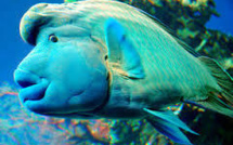 Un Napoléon, espèce sensible à la pêche intensive, à Océanopolis