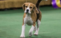 On peut adopter un chien ou un chat avec son téléphone portable