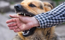 ​La CPME peste à son tour contre les chiens dangereux