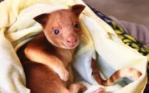 Un kangourou arboricole survit dans la poche d'un wallaby