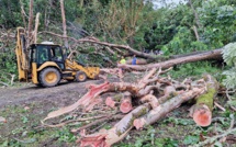 Un arbre s’effondre sur la route à Puunui