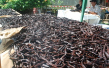 La production de vanille en très forte baisse